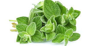 Allseitiger Oregano